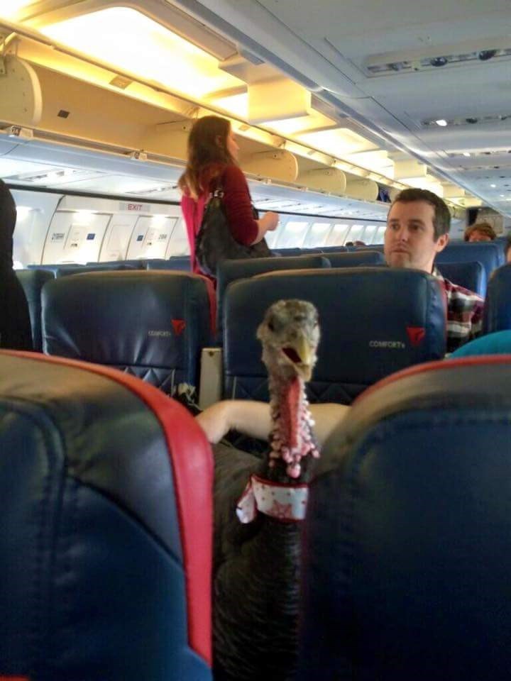 Turkey time on a plane.